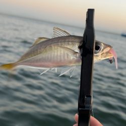 デイアジング♪