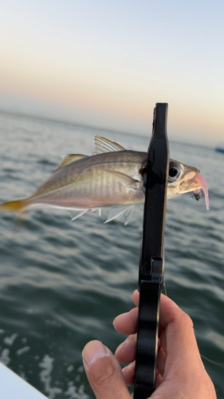 デイアジング♪