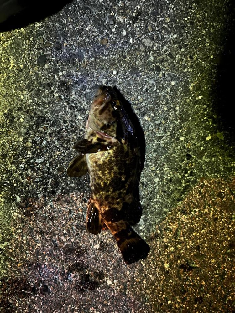 冬のライトゲーム