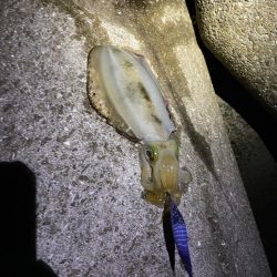 まだ釣れてます