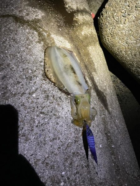 まだ釣れてます