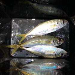 強風だけどアジ丼が食べたくて