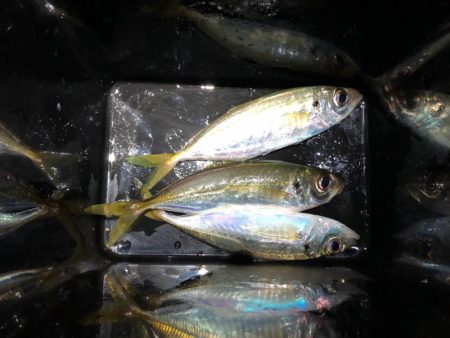 強風だけどアジ丼が食べたくて