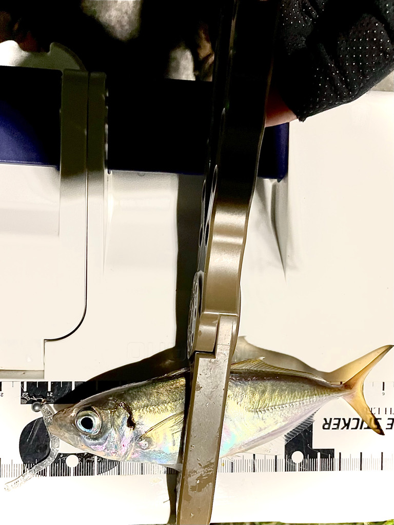 ジグ単de〜アジング♪hitからの悶絶