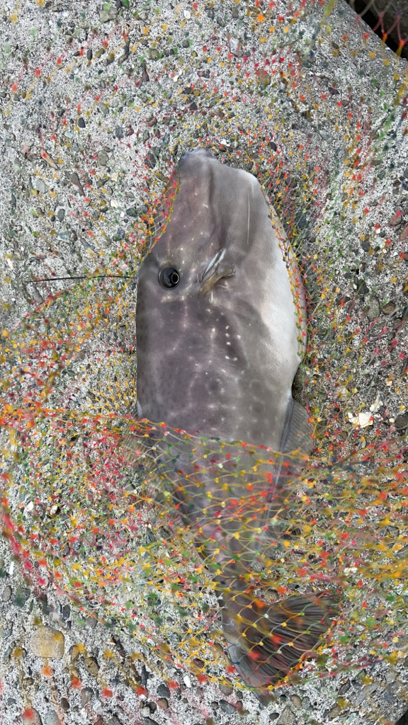 まさかの魚登場!!