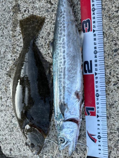 昨日のポイントで