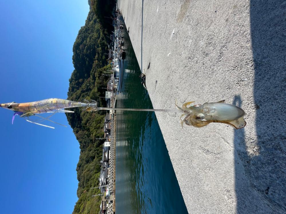 中々のサイズ