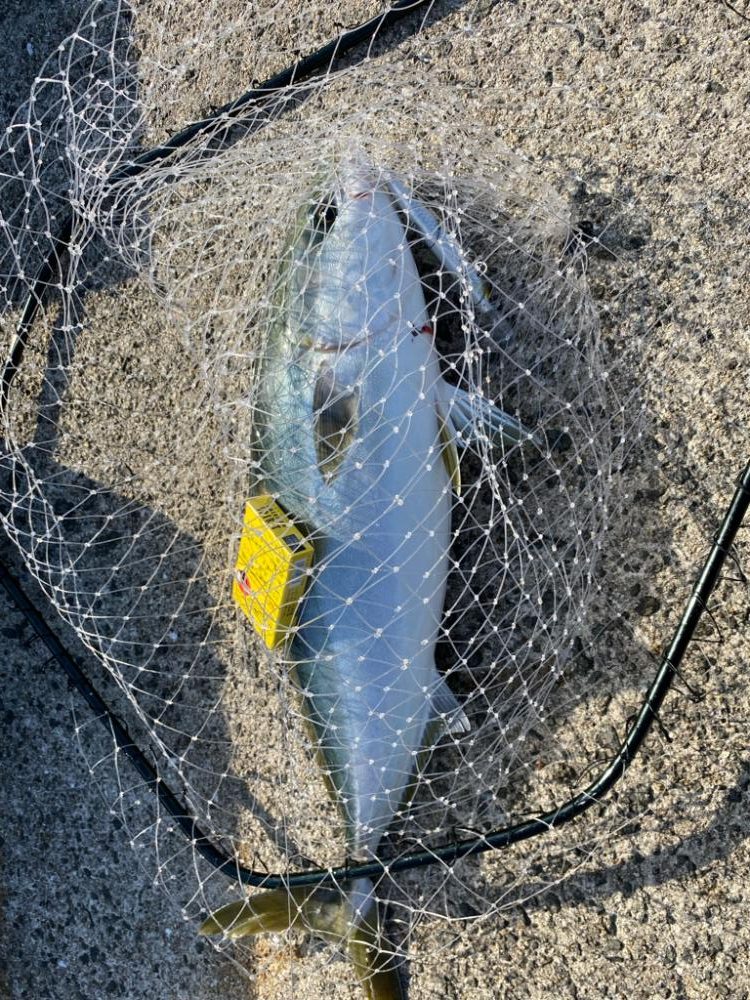 ルアー　ハマチ