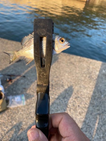 朝からノーターゲット釣行