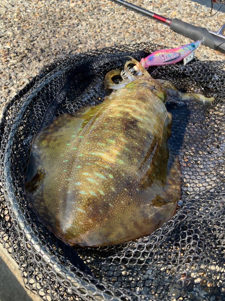 デイエギングでもそこそこの型GET＼(^o^)／