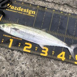 武庫川一文字でサワラ狙い