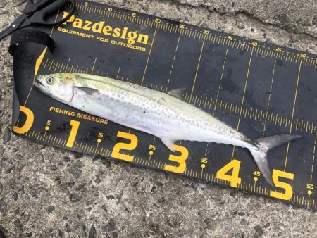 武庫川一文字でサワラ狙い