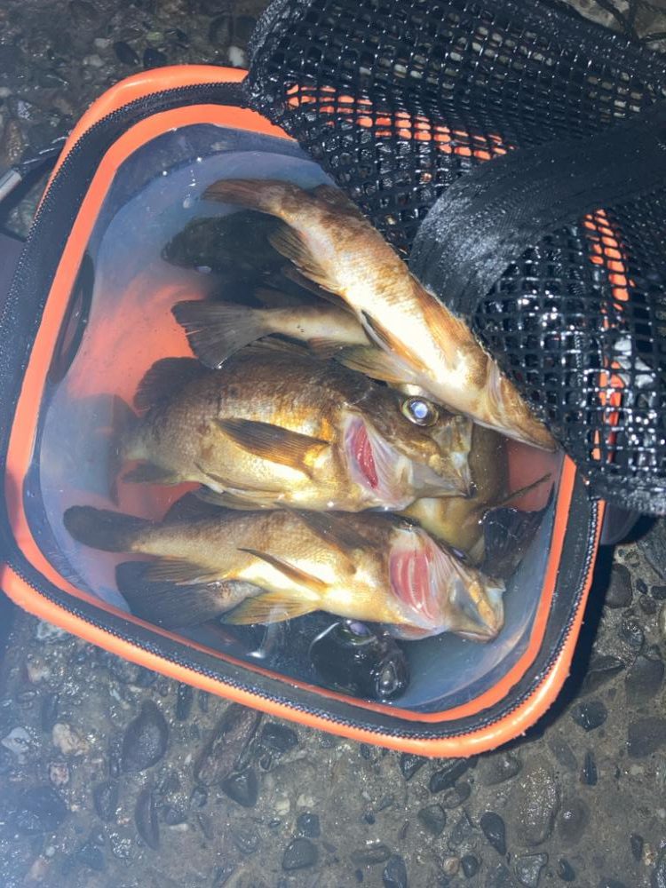 メバル(釣り神様からのご褒美^_^)