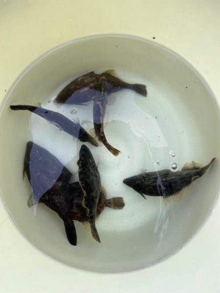 まだ釣れるよーんカワハギ