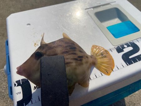 ちょい投げシロギスタの甘くないカワハギ