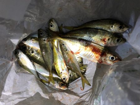 色々なサイズのアジング