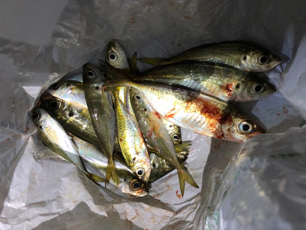 色々なサイズのアジング