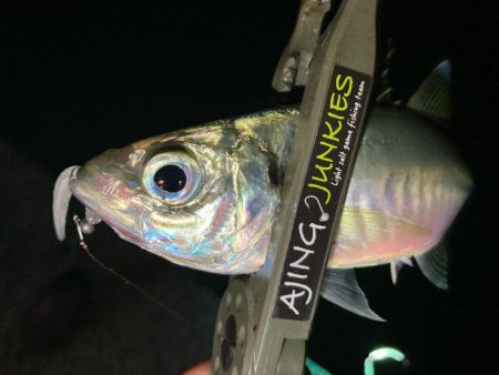 中アジたくさん❣࿠…