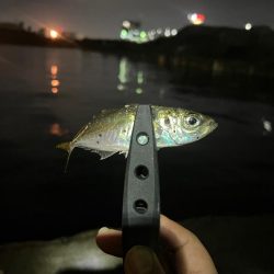 プランクトンパターン？