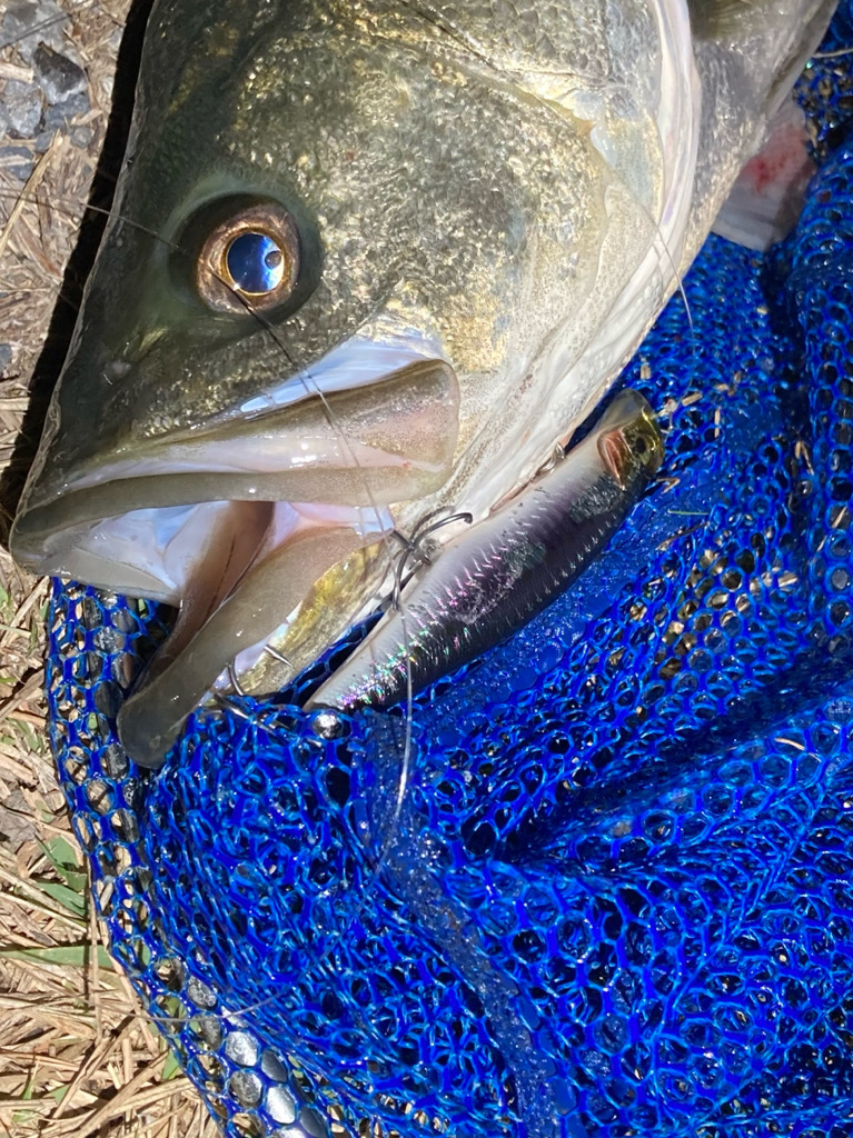 シーバスフィッシング