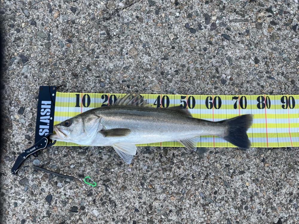 サゴシ狙いのはずが。