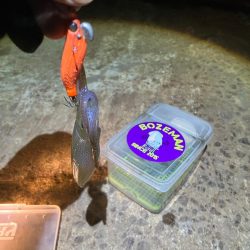 ヒイカ調査②(^｡^)