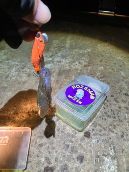 ヒイカ調査②(^｡^)