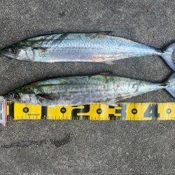 ショアジギング