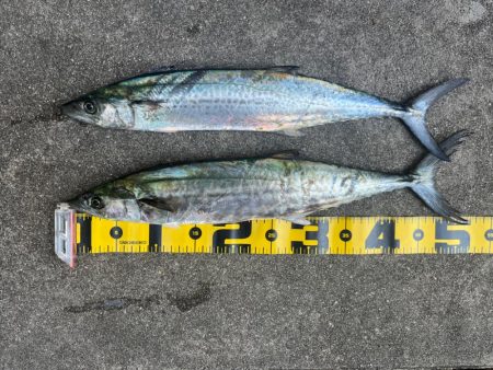 ショアジギング