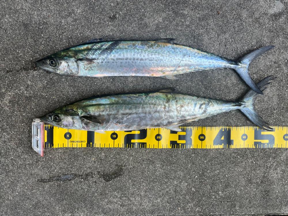 ショアジギング