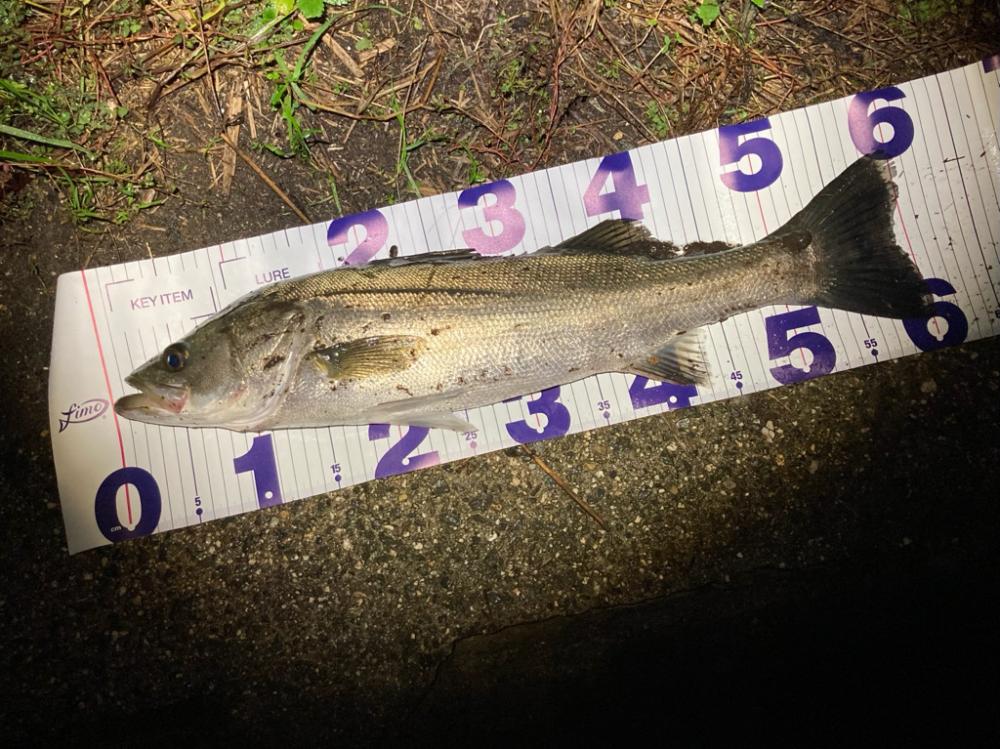 シーバスフィッシング