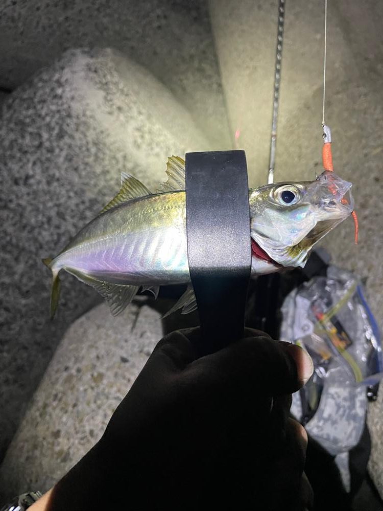 神戸ナイトアジング