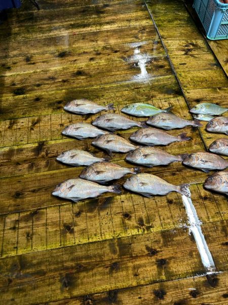海上釣り堀あなたに逢い鯛ナイター