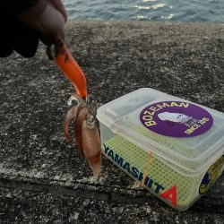 ヒイカ調査③(^.^)