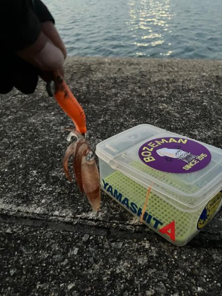 ヒイカ調査③(^.^)