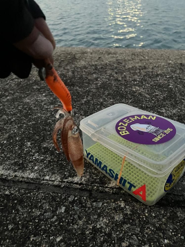 ヒイカ調査③(^.^)