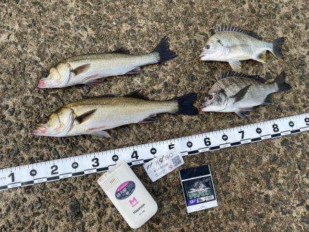 エサ取りの猛攻撃