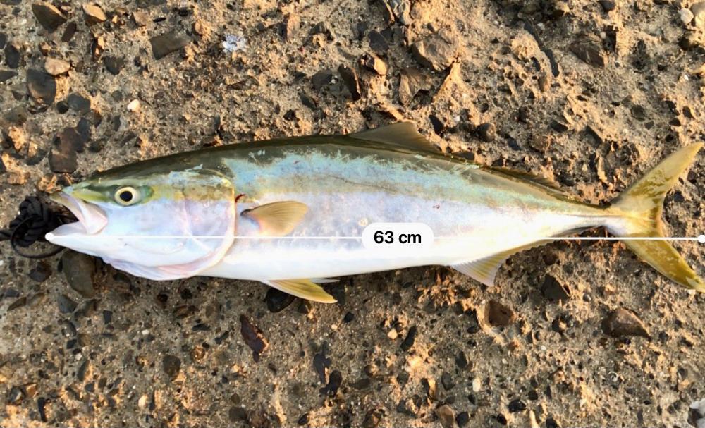 エギング・ショアジギング