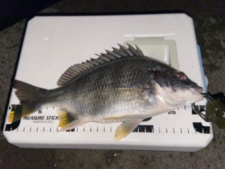 ちょい投げシロギスタの午後から8目DAY