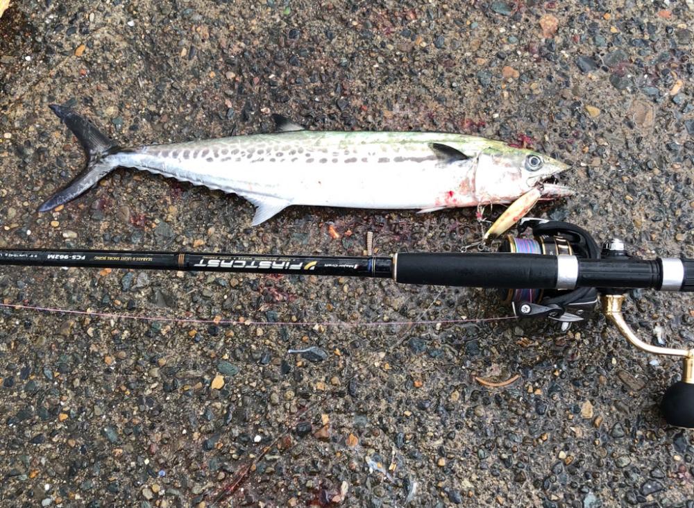 荒れた日でもサゴシ爆発