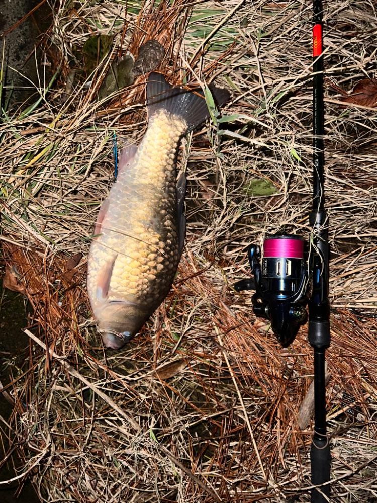 たまにはコイ釣り