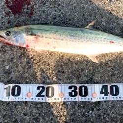 武庫一沖堤防釣行