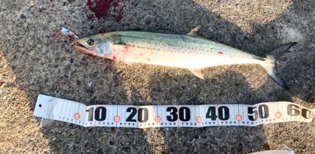 武庫一沖堤防釣行