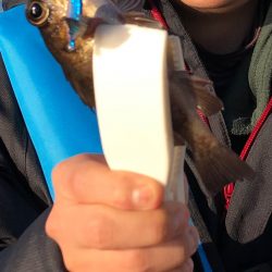 暖かい日差しでは魚も元気