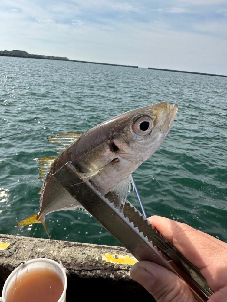 アジ釣り