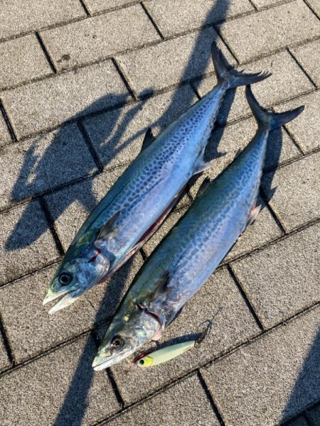 湾奥コスモにイルカ再び。デイ青牙マルチ。。…