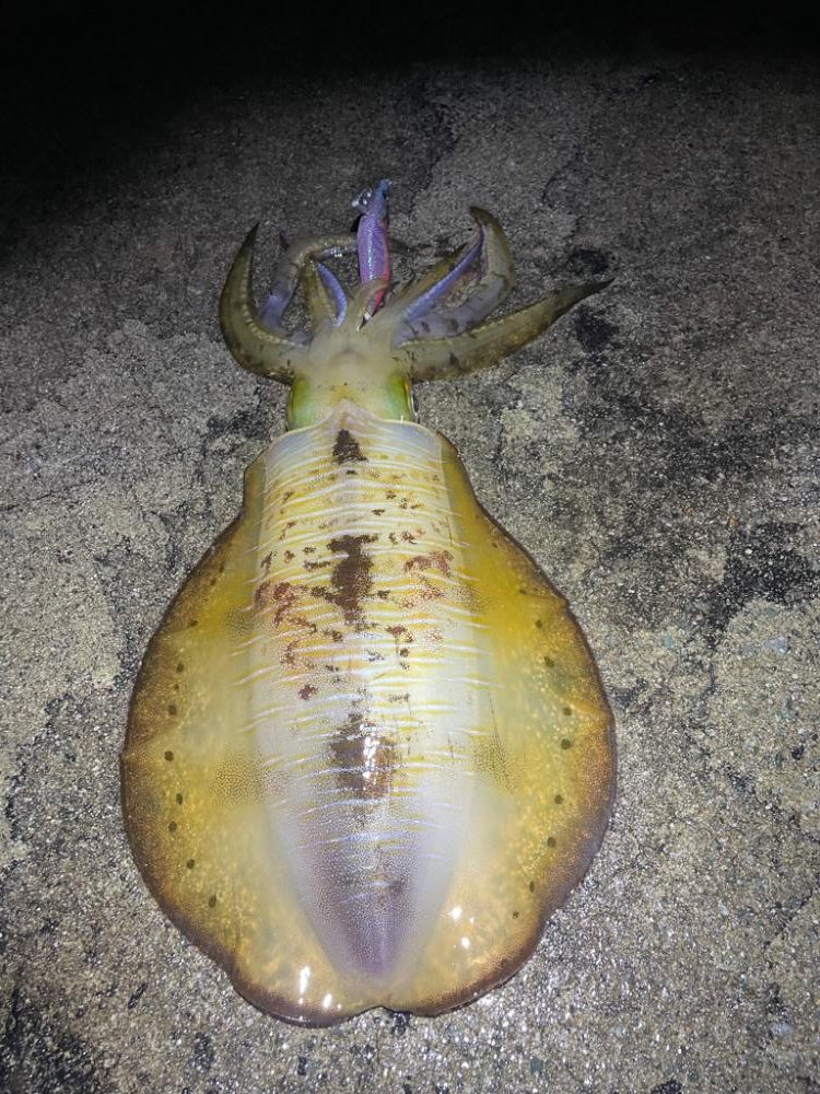 2023 佐渡ヶ島エギング 61回目【11月27日】