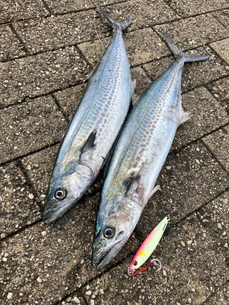湾奥は北東強風。青牙マルチ。。