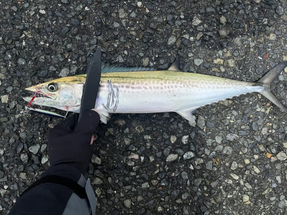 ショアジギング