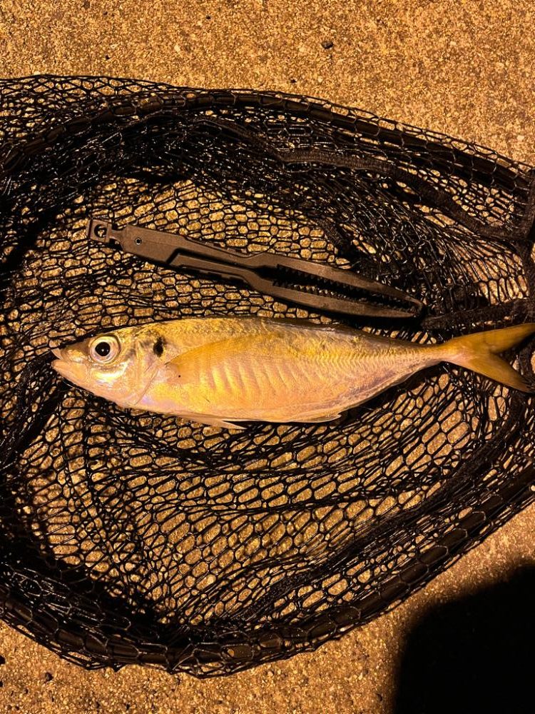 尺まであと少し